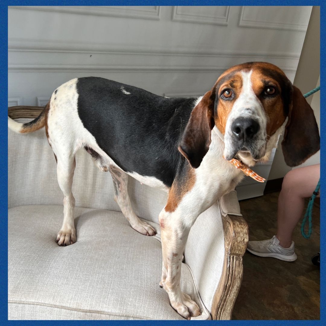 Enlarge Vincent, a Adoptable mixed breed in Bolivar, TN image 3/5