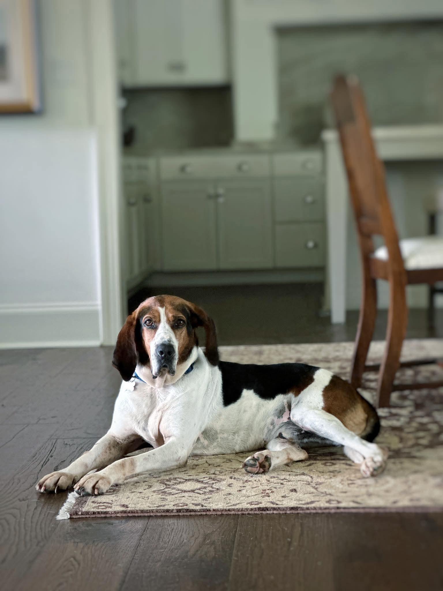 Vincent, Adoptable, Adult Male Treeing Walker Coonhound.