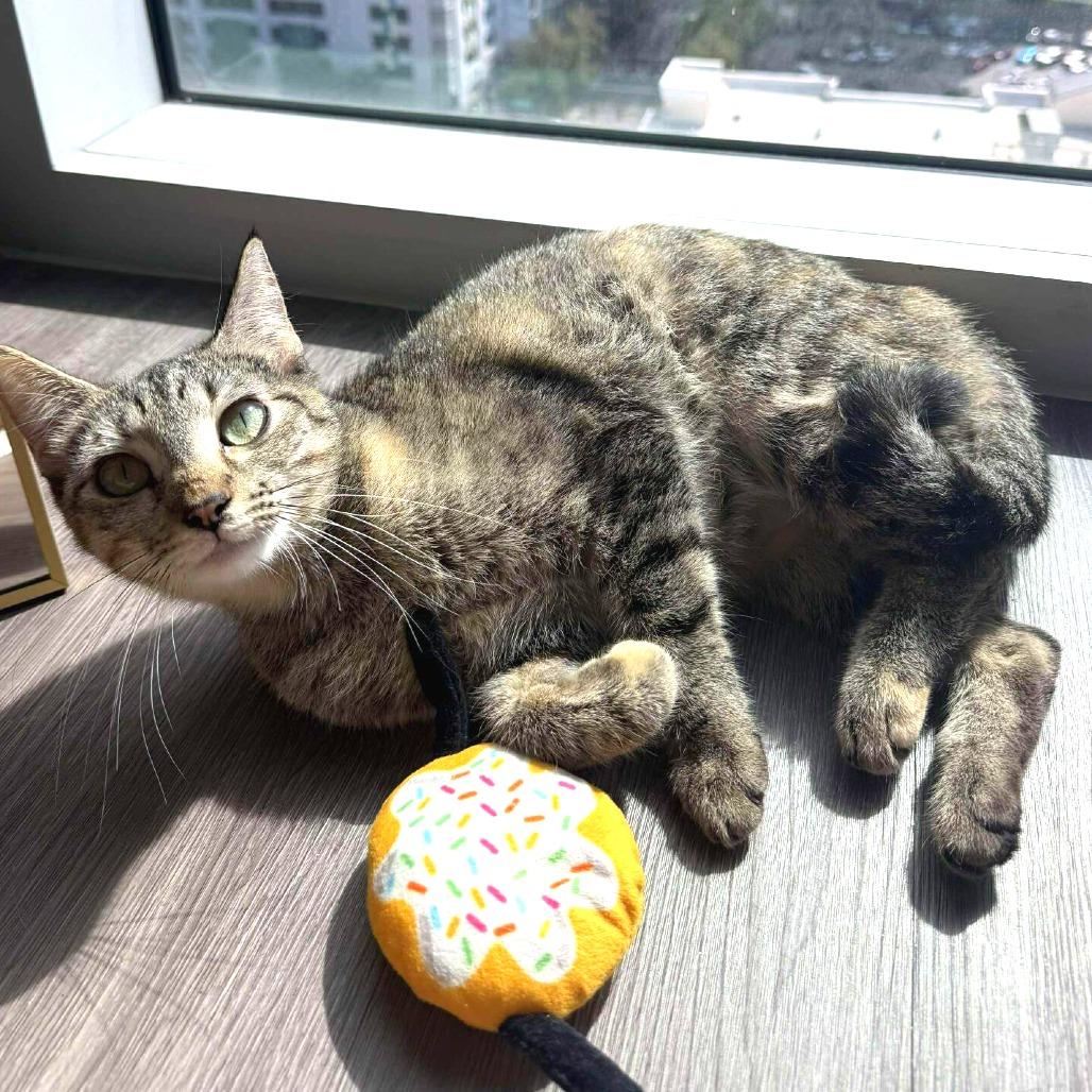 Enlarge Cora, a Adoptable Domestic Short Hair in Tampa, FL image 1/4