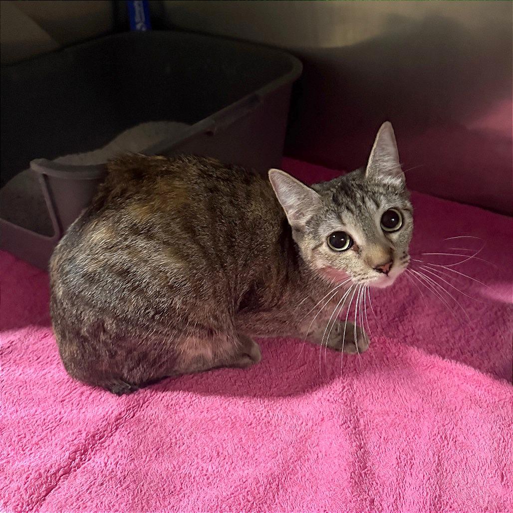 Enlarge Cora, a Adoptable Domestic Short Hair in Tampa, FL image 2/4