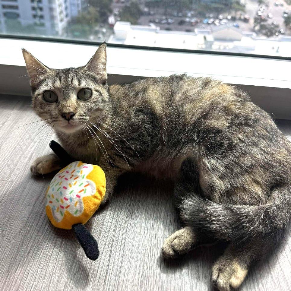 Enlarge Cora, a Adoptable Domestic Short Hair in Tampa, FL image 3/4