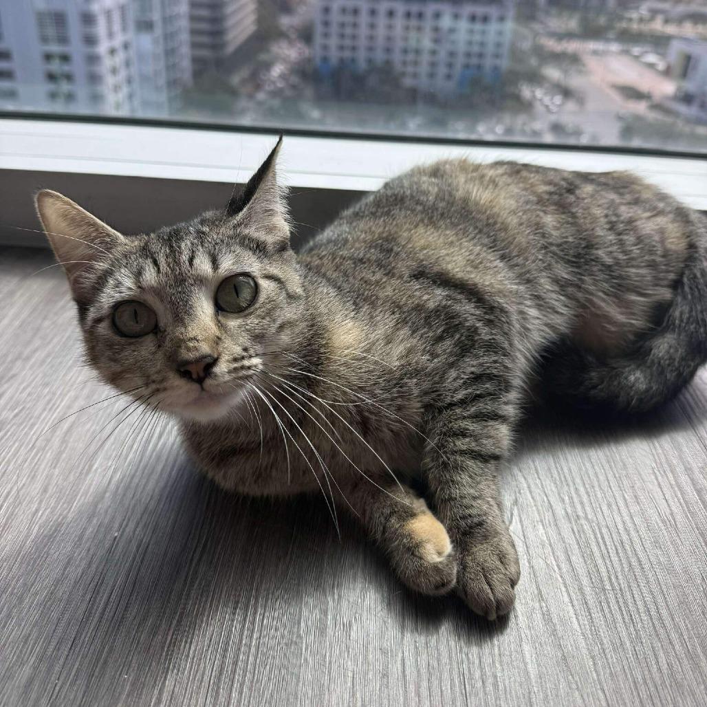 Enlarge Cora, a Adoptable Domestic Short Hair in Tampa, FL image 4/4