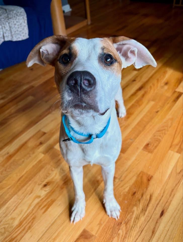 Greta, ADOPTABLE, Puppy Female Mixed Breed.