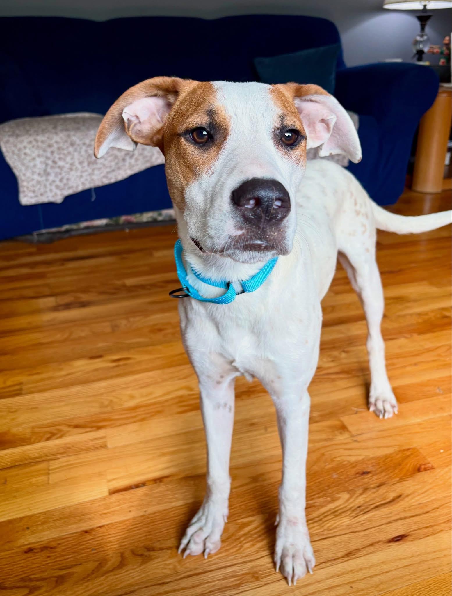 Greta, a ADOPTABLE Mixed Breed in Highland, NY image 2/2