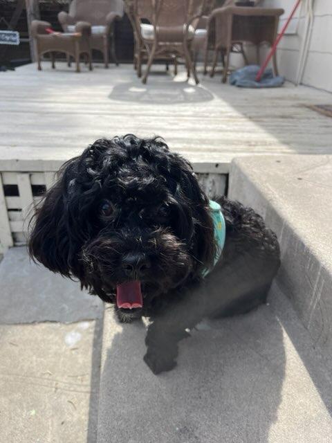Enlarge Asher, a Adoptable Maltipoo in Los Angeles, CA image 4/4