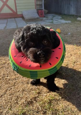 Enlarge Asher, a Adoptable Maltipoo in Los Angeles, CA image 3/4