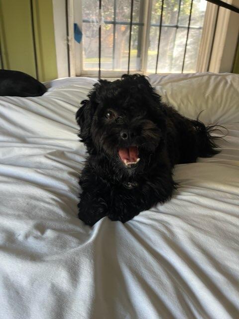 Enlarge Asher, a Adoptable Maltipoo in Los Angeles, CA image 2/4