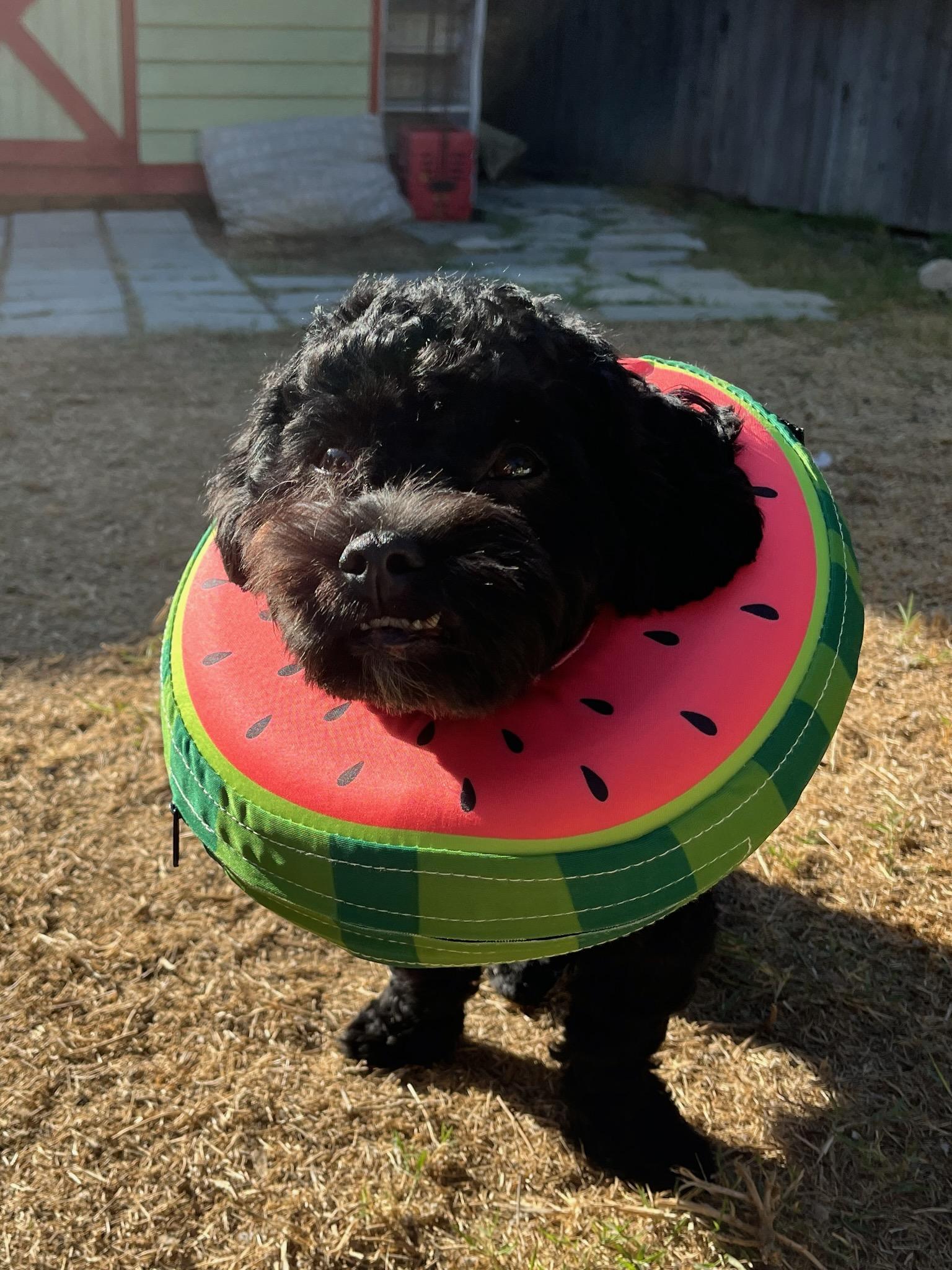 Enlarge Asher, a Adoptable Maltipoo in Los Angeles, CA image 1/4