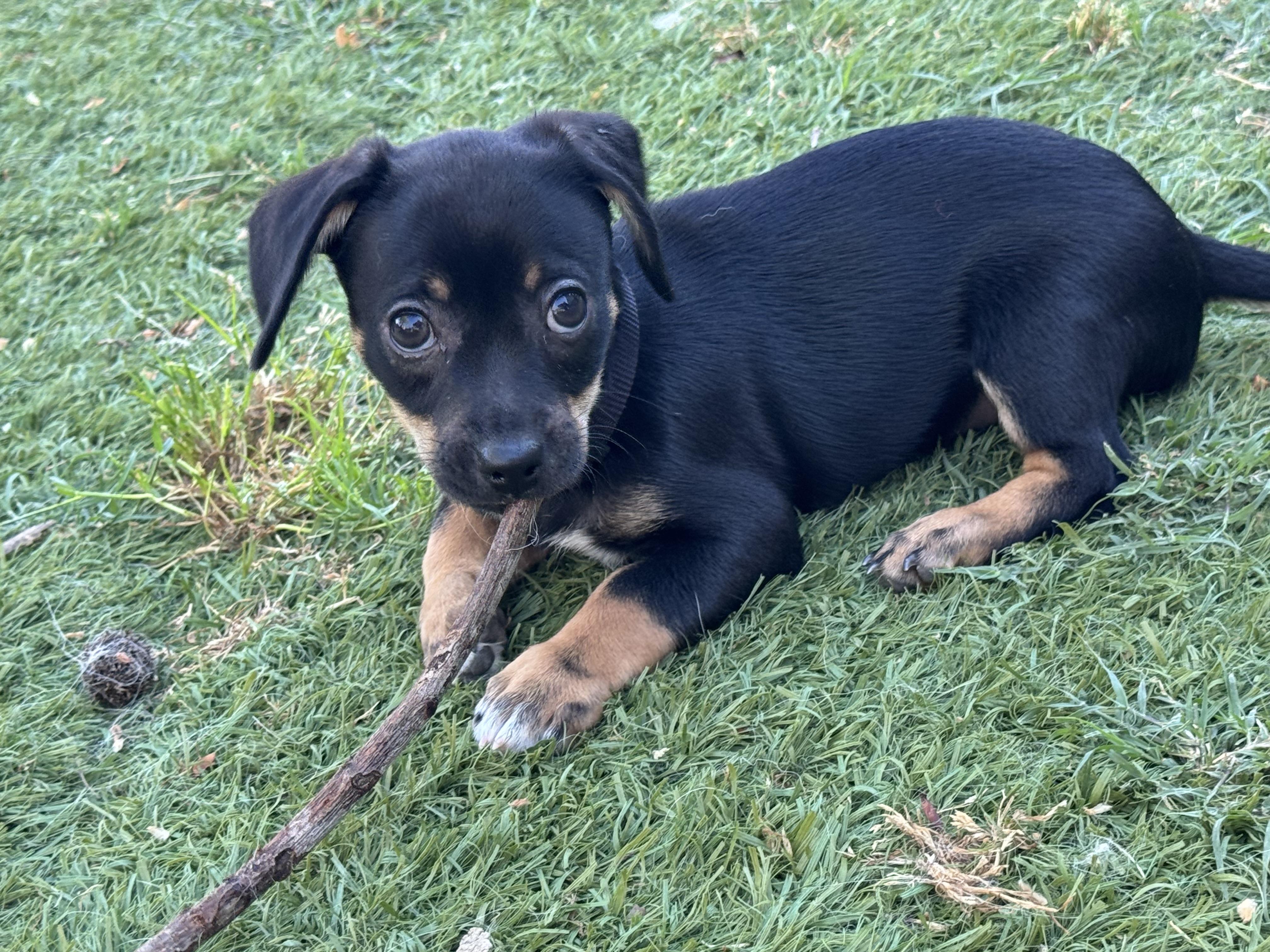 Jesse, adopted, Puppy Male Dachshund & Chihuahua.