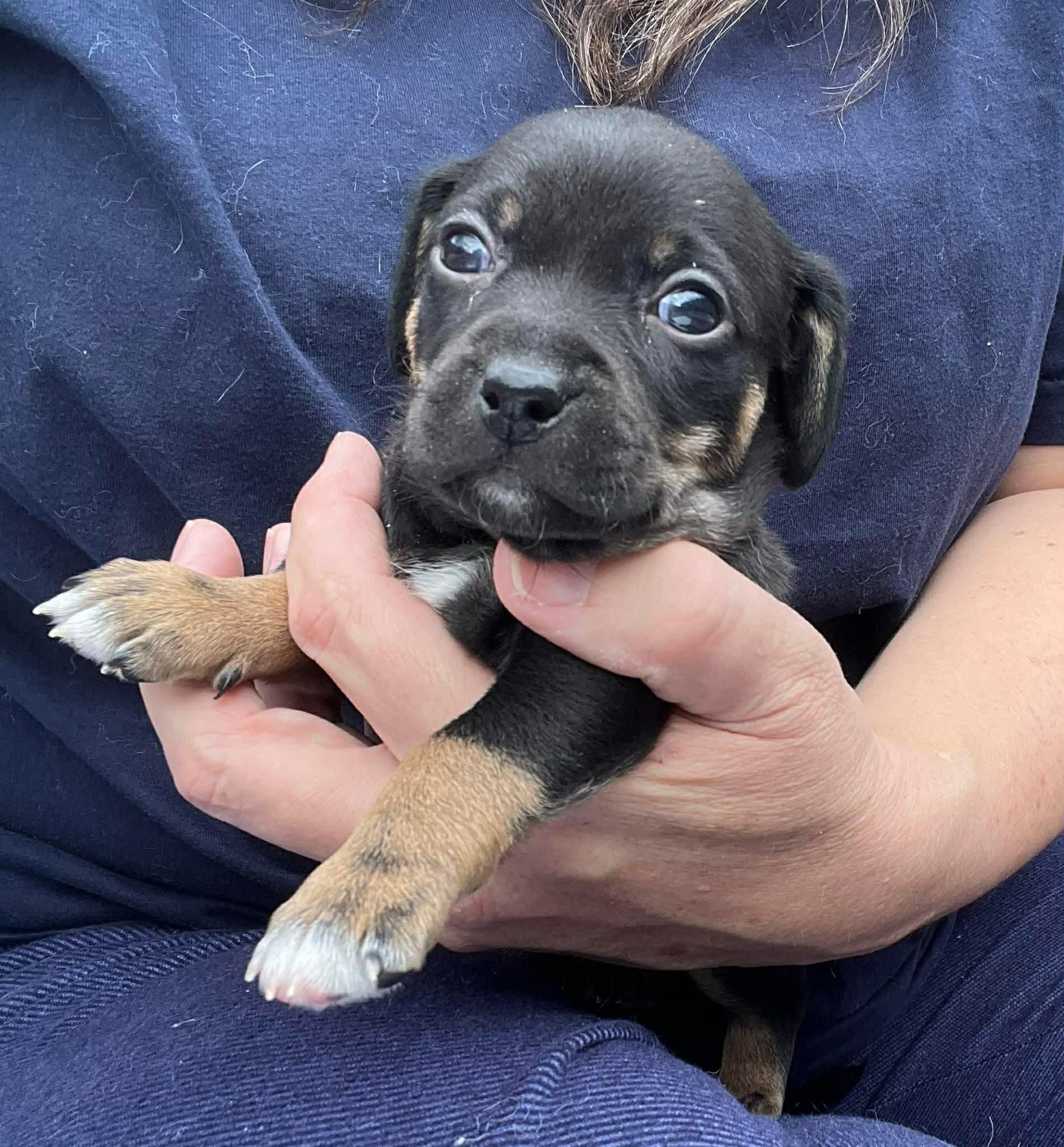 Enlarge Jesse, an adopted mixed breed in Lincoln, CA image 2/2