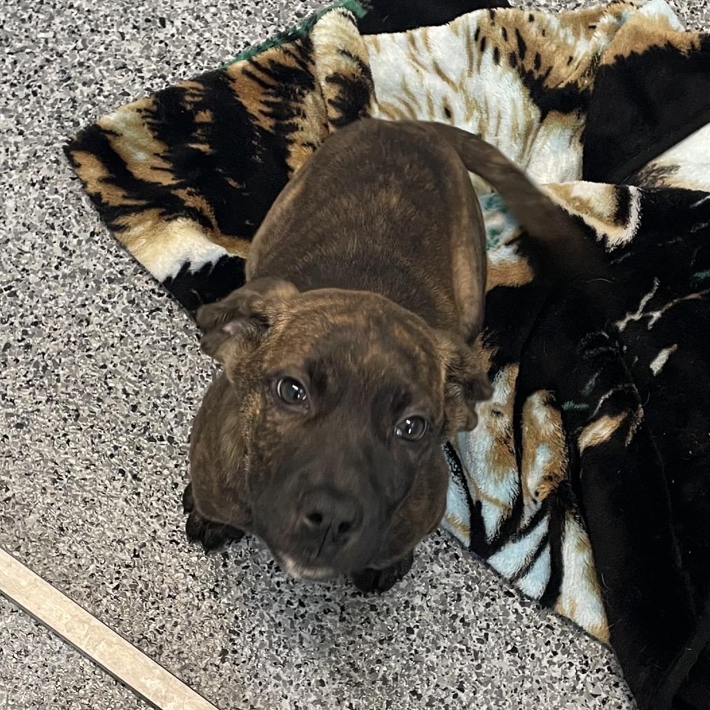 Pixel, Adoptable, Puppy Female Pit Bull Terrier.
