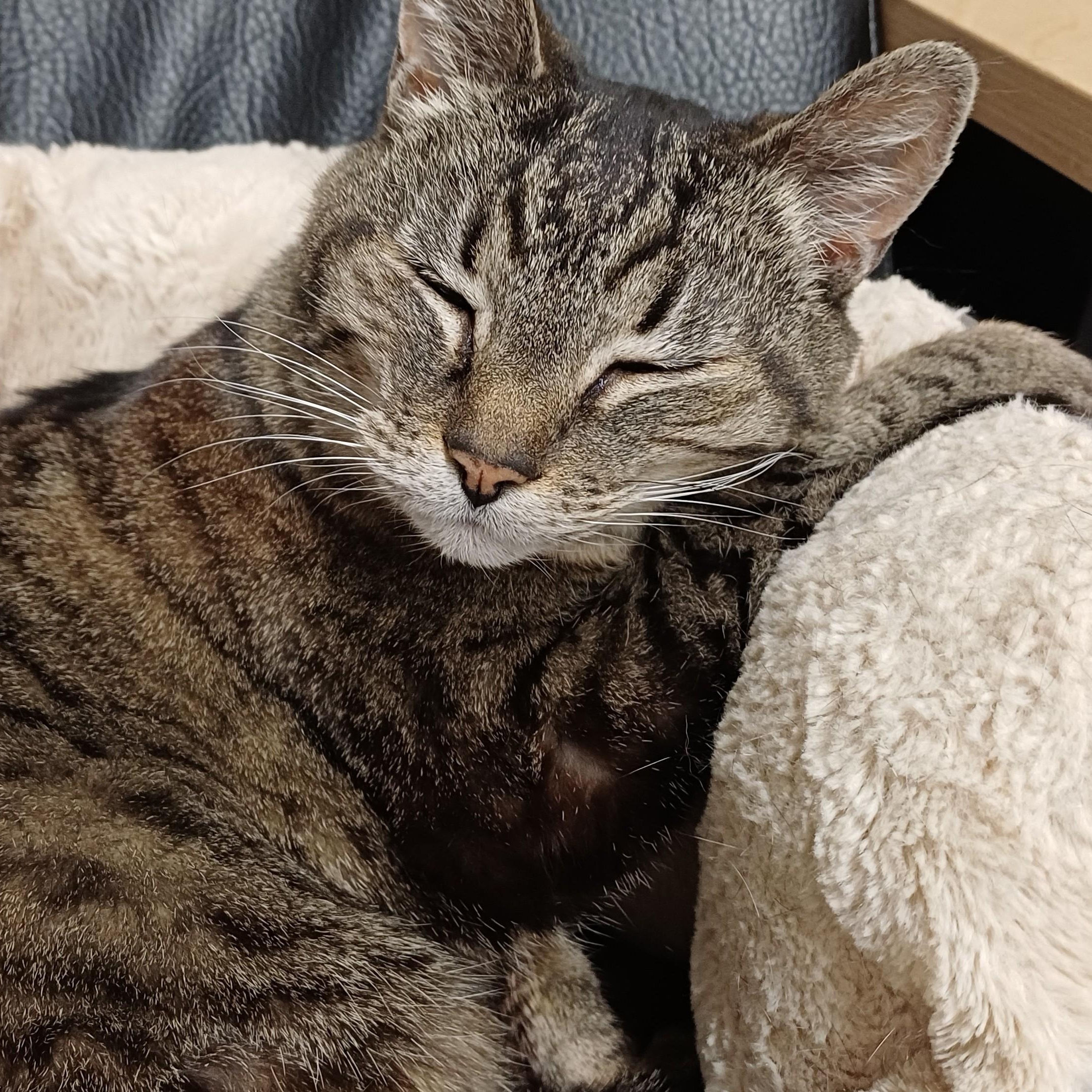 Bella, a ADOPTABLE Domestic Short Hair in Renton , WA image 6/6