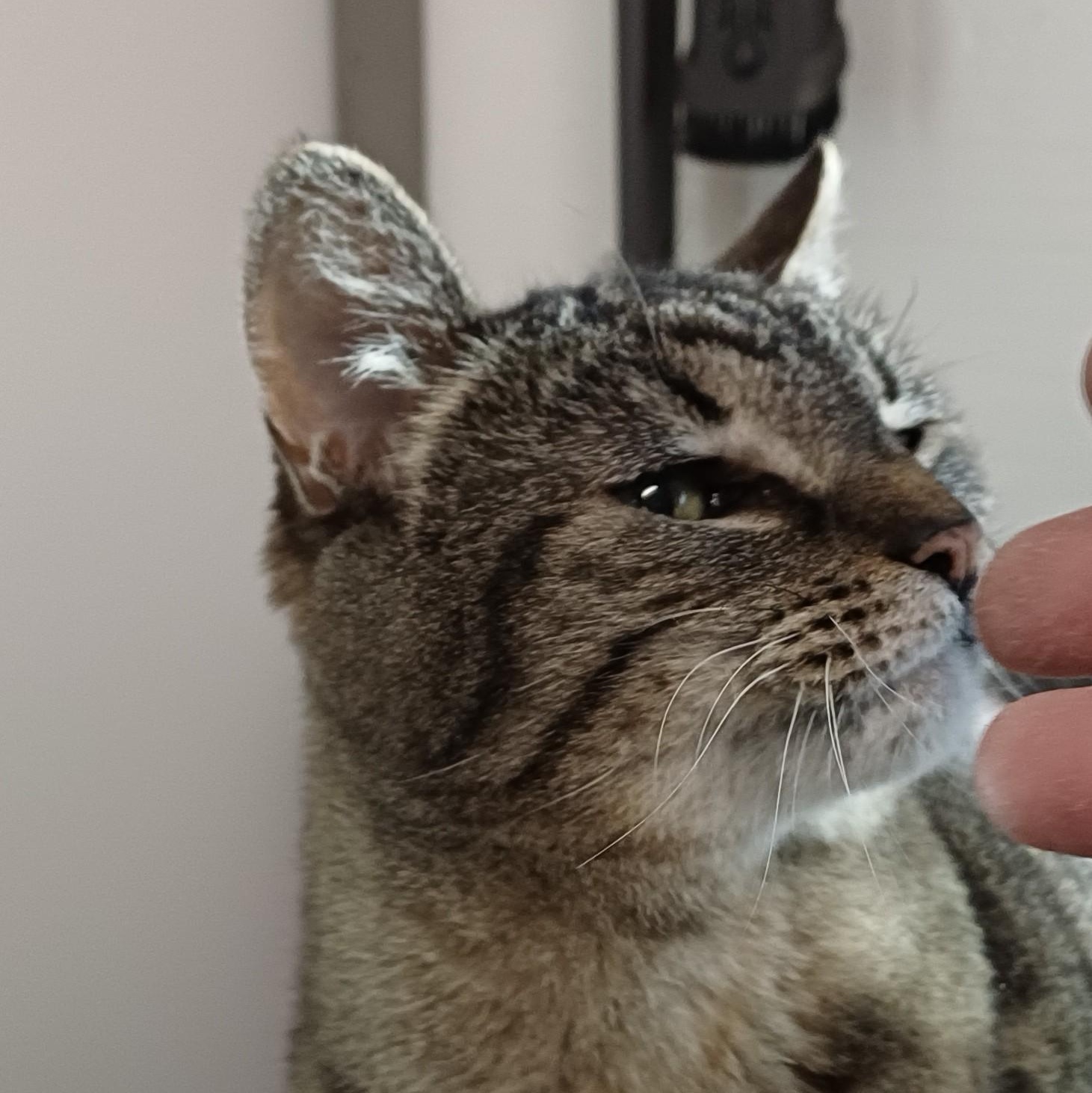 Bella, a ADOPTABLE Domestic Short Hair in Renton , WA image 4/6