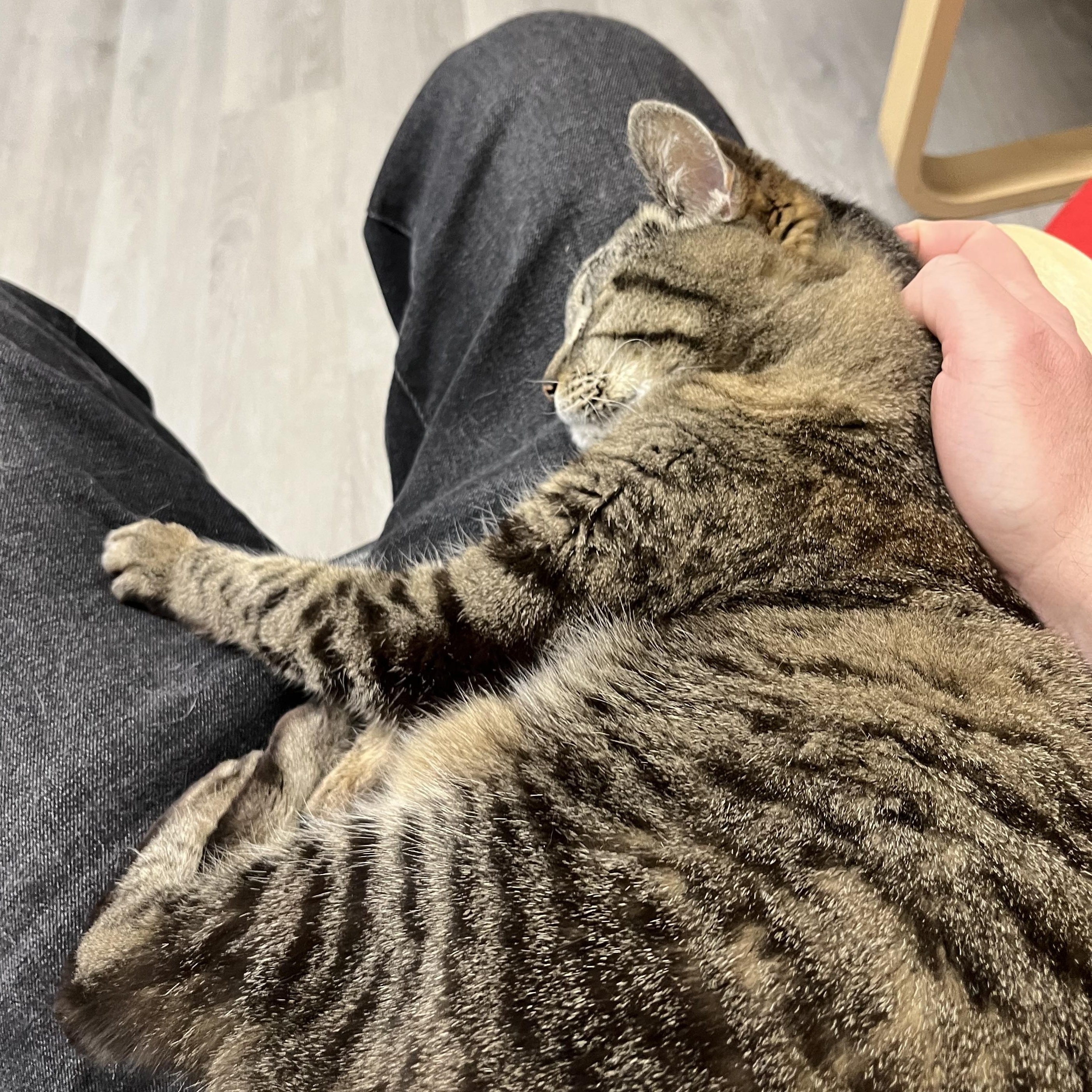 Bella, a ADOPTABLE Domestic Short Hair in Renton , WA image 3/6