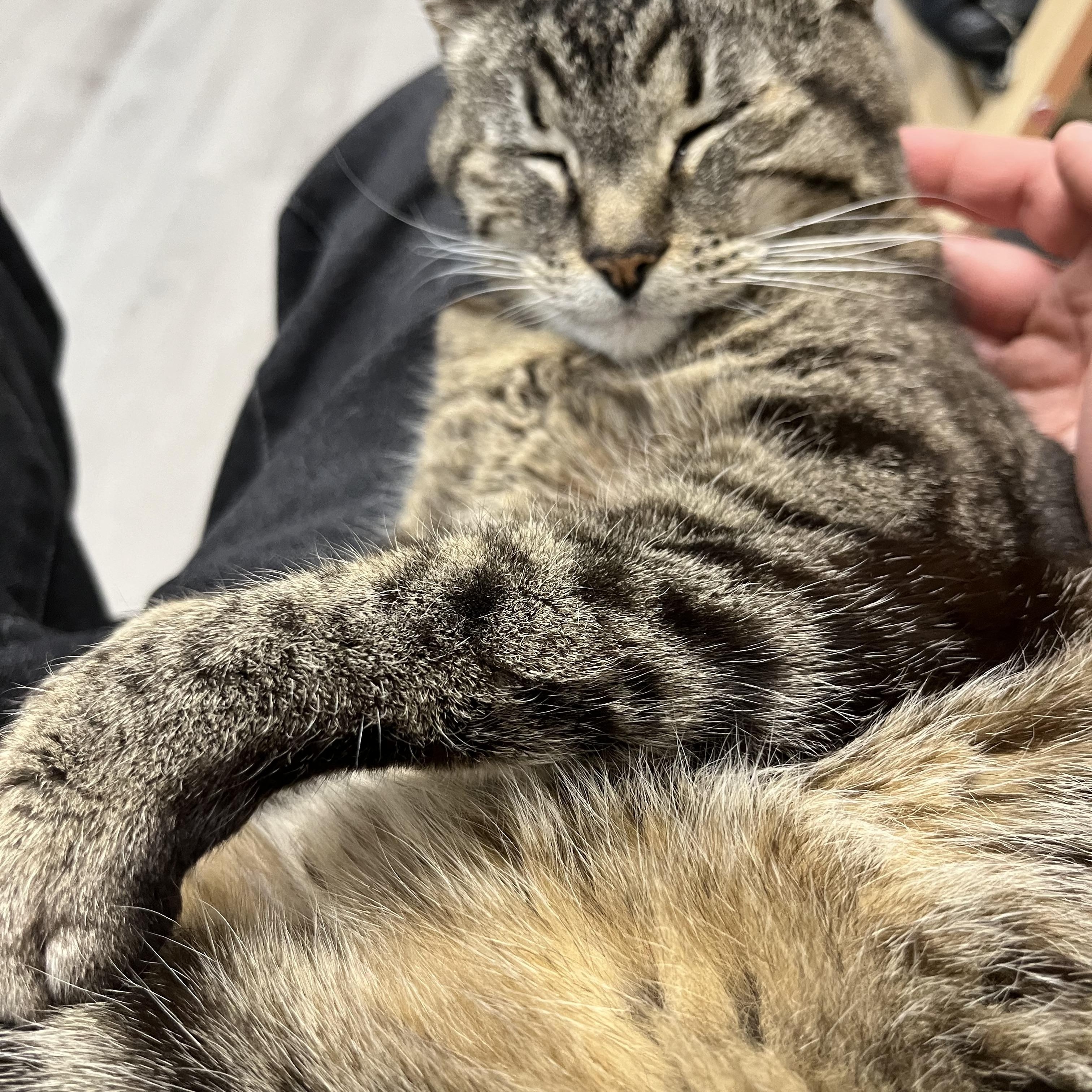 Bella, a ADOPTABLE Domestic Short Hair in Renton , WA image 2/6