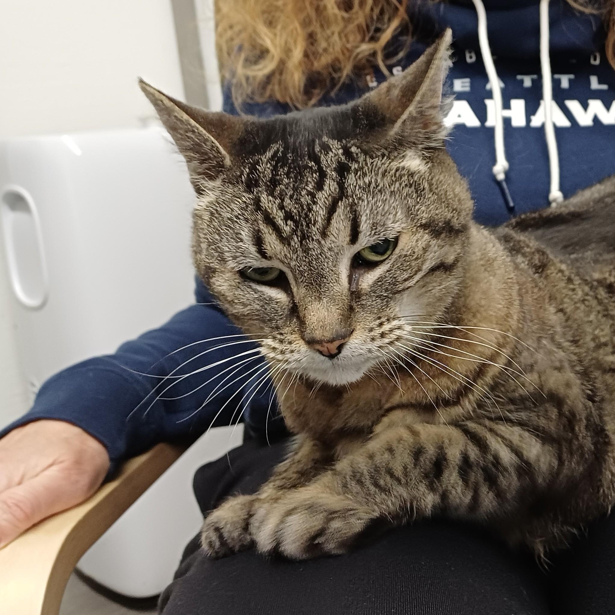 Bella, a ADOPTABLE Domestic Short Hair in Renton , WA image 5/6