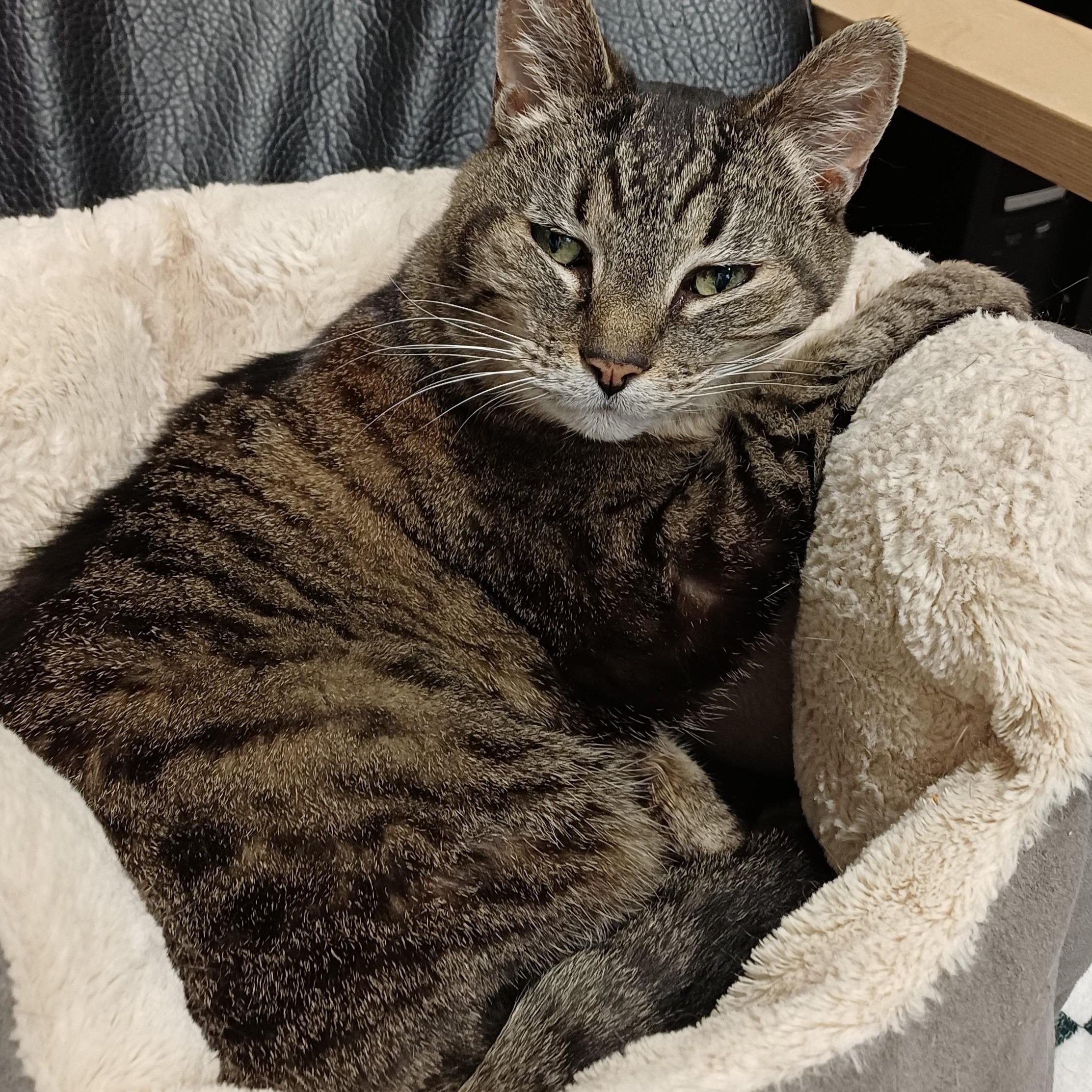 Bella, ADOPTABLE, Senior Female Domestic Short Hair.