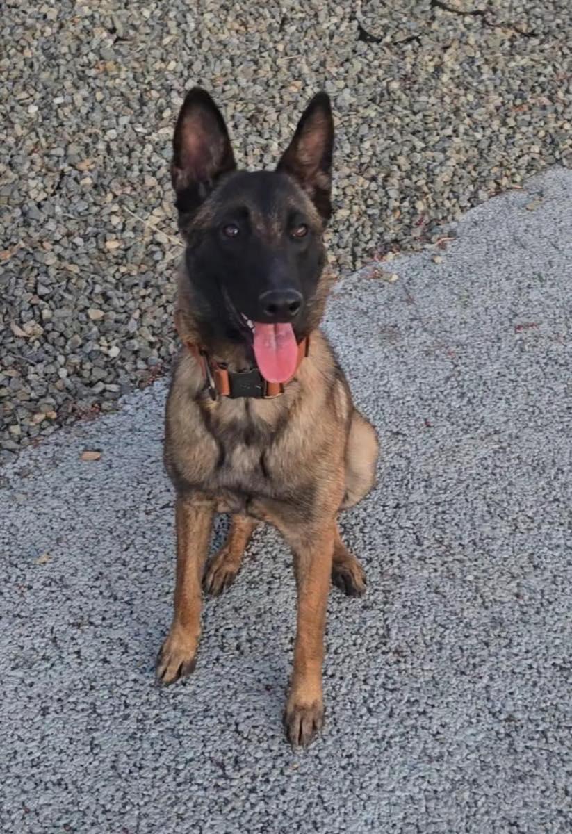 Molly, Adoptable, Young Female Belgian Shepherd / Malinois.