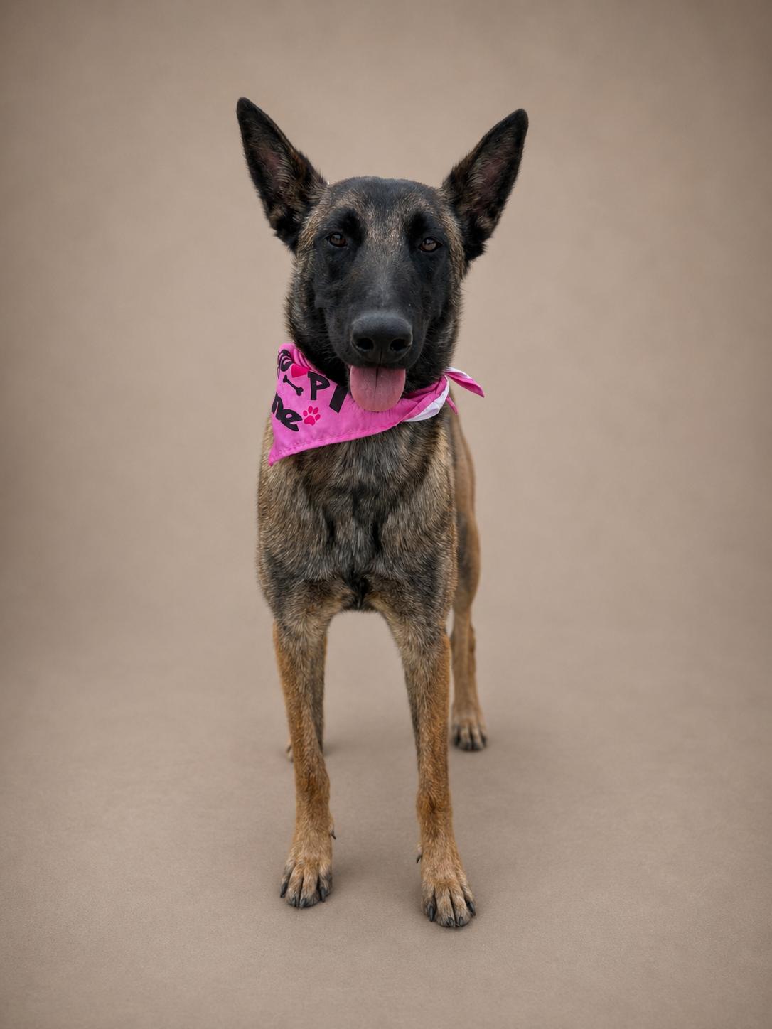 Molly, Adoptable, Young Female Belgian Shepherd / Malinois.