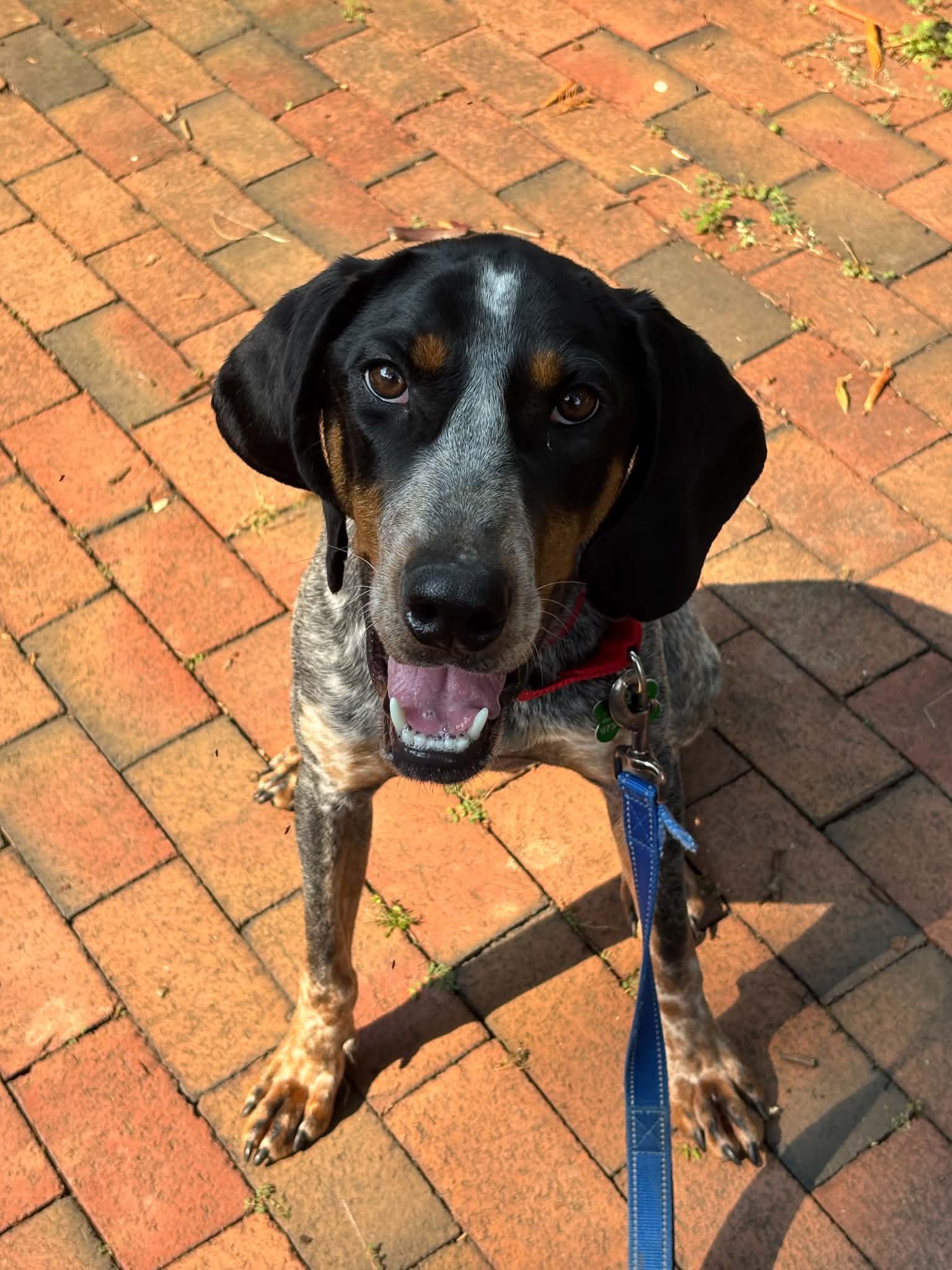 Davy Crockett, a ADOPTABLE mixed breed in Succasunna, NJ image 3/6