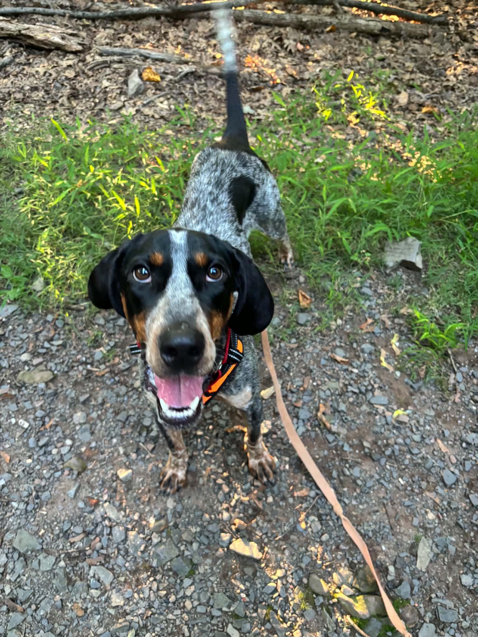 Davy Crockett, ADOPTABLE, Adult Male Bluetick Coonhound.