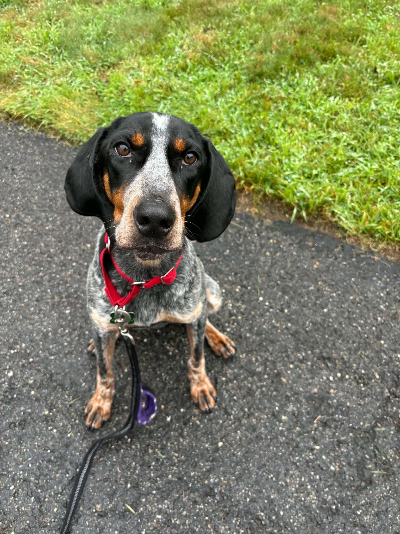 Davy Crockett, a ADOPTABLE mixed breed in Succasunna, NJ image 4/6