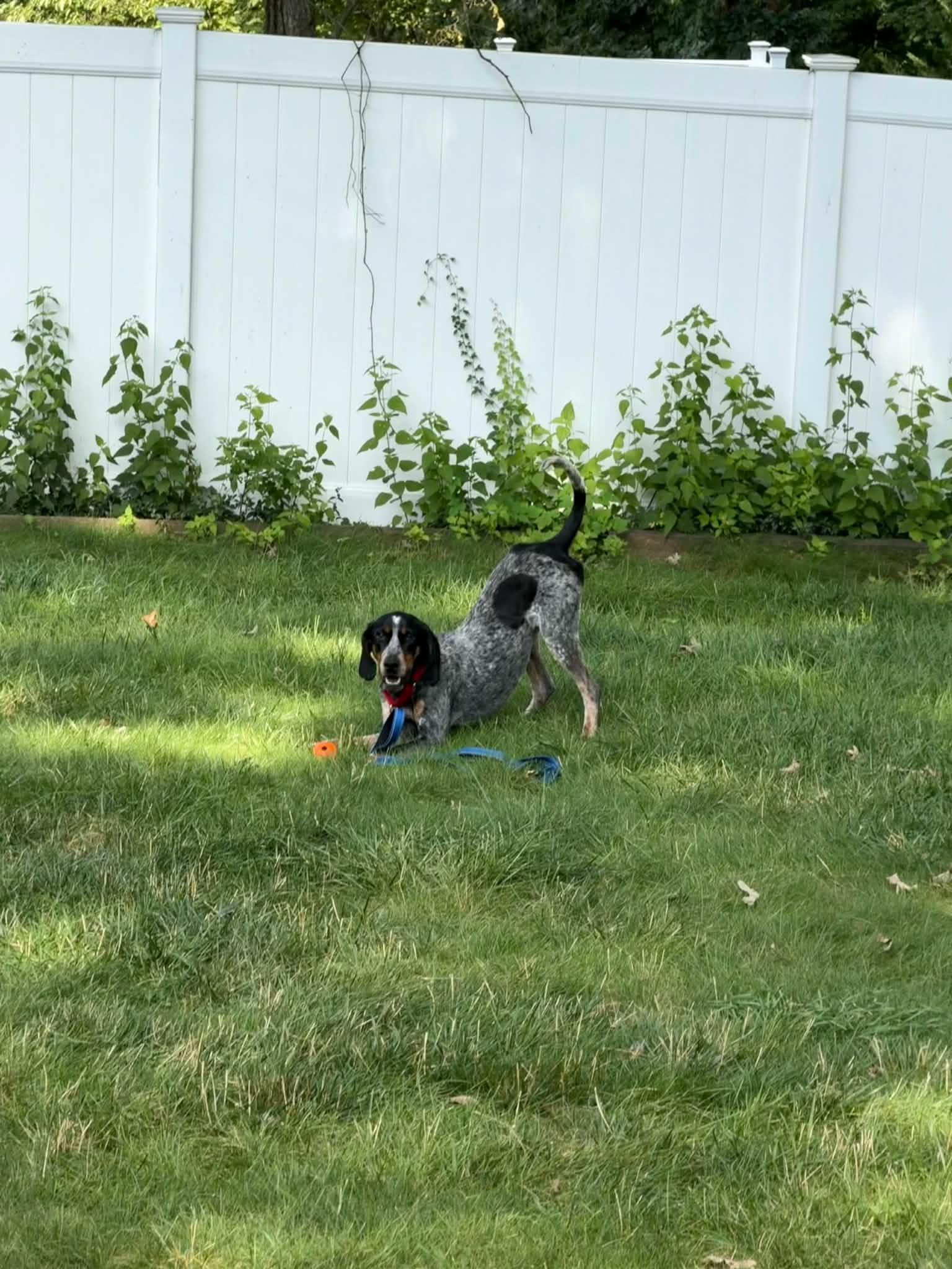 Davy Crockett, a ADOPTABLE mixed breed in Succasunna, NJ image 2/6