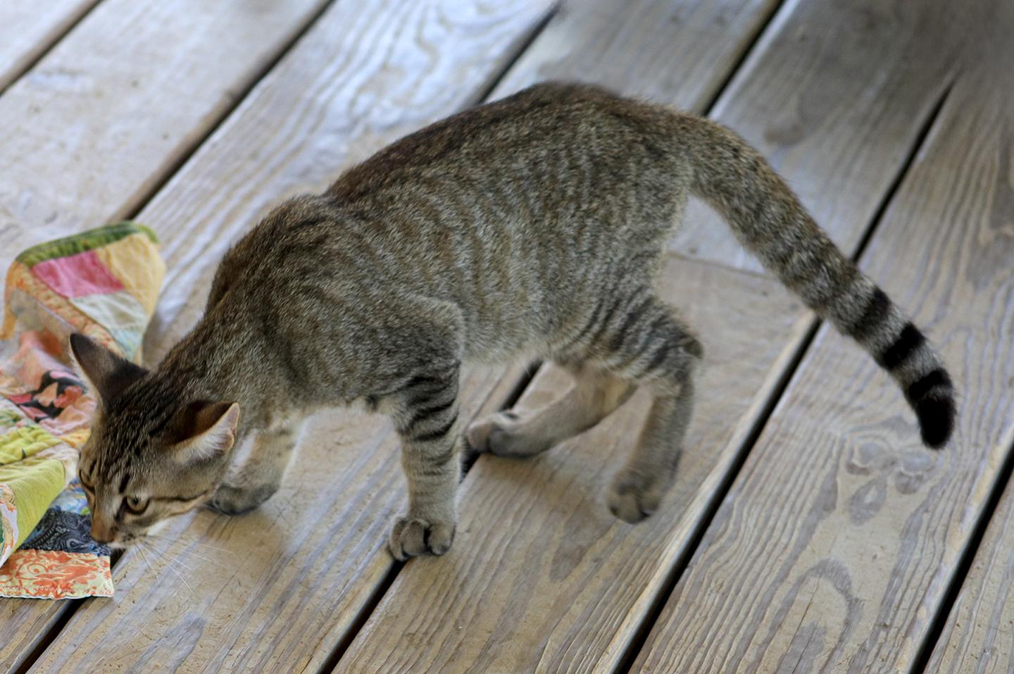 Margay