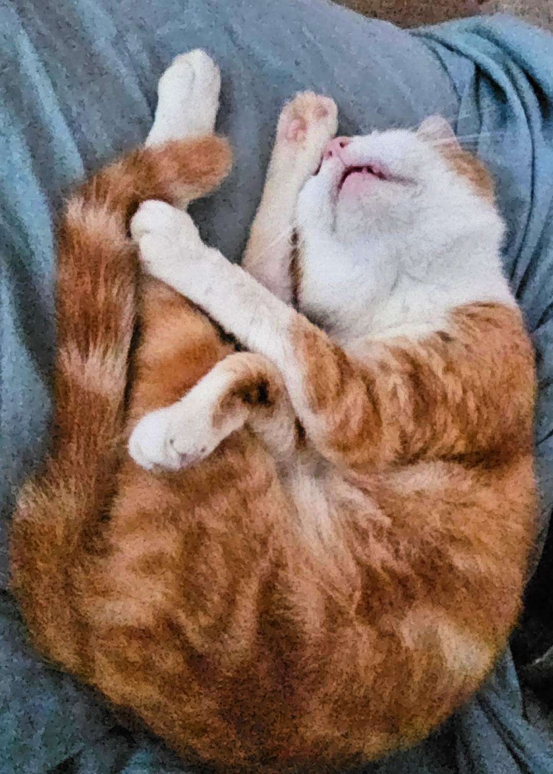 Citrus
