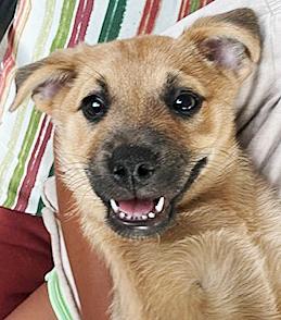 Enlarge Jack, a Adoptable mixed breed in Poway, CA image 2/6
