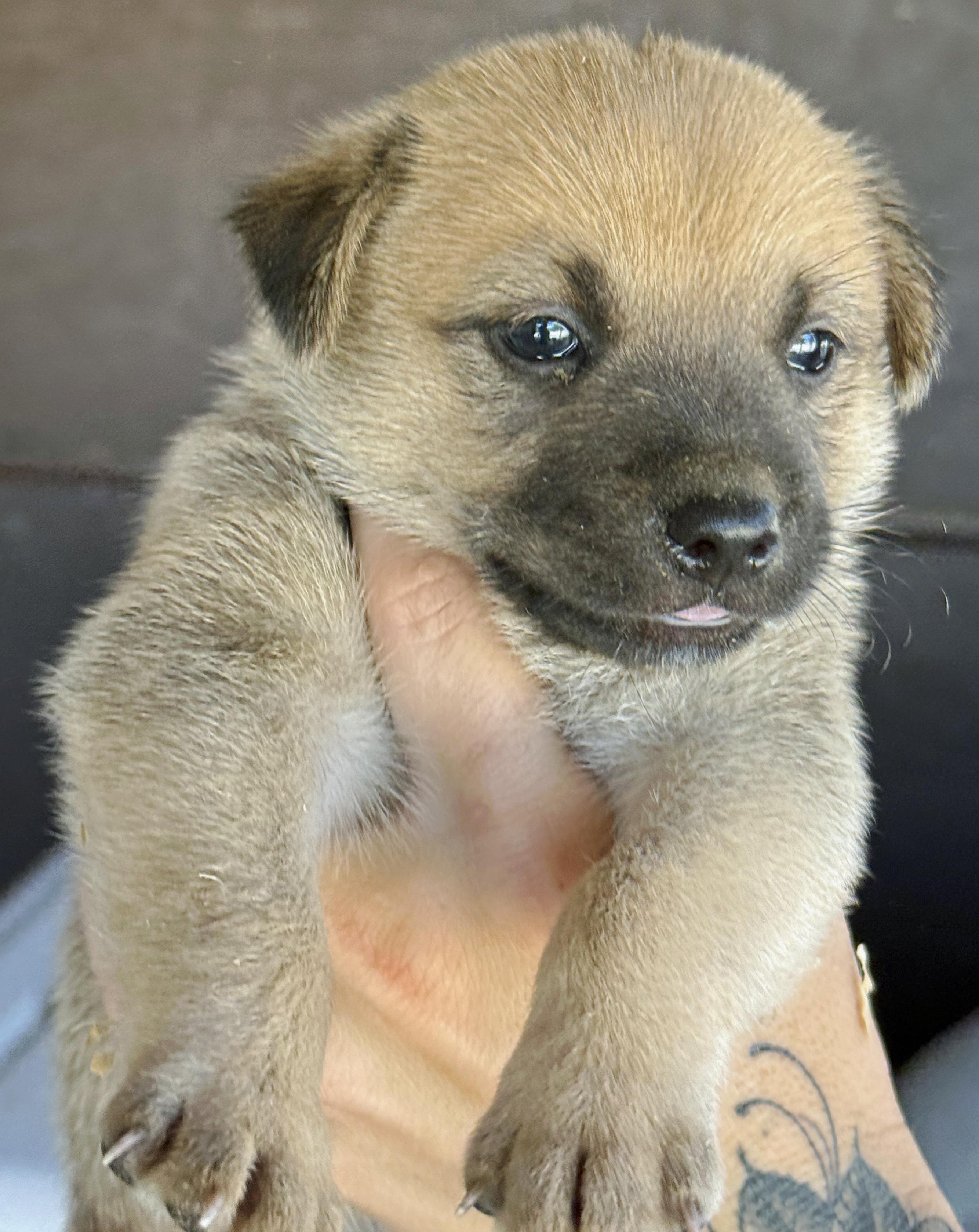 Enlarge Jack, a Adoptable mixed breed in Poway, CA image 5/6