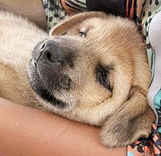 Enlarge Jack, a Adoptable mixed breed in Poway, CA image 4/6