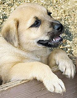 Enlarge Jack, a Adoptable mixed breed in Poway, CA image 1/6