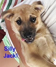 Enlarge Jack, a Adoptable mixed breed in Poway, CA image 3/6