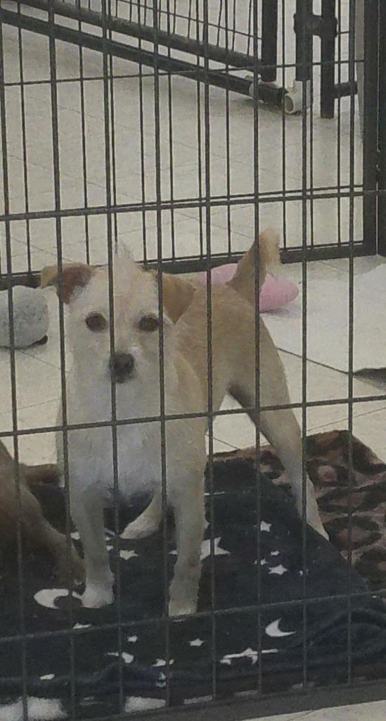 Enlarge BONNIE, a Adoptable Terrier in Lemoore, CA image 1/3