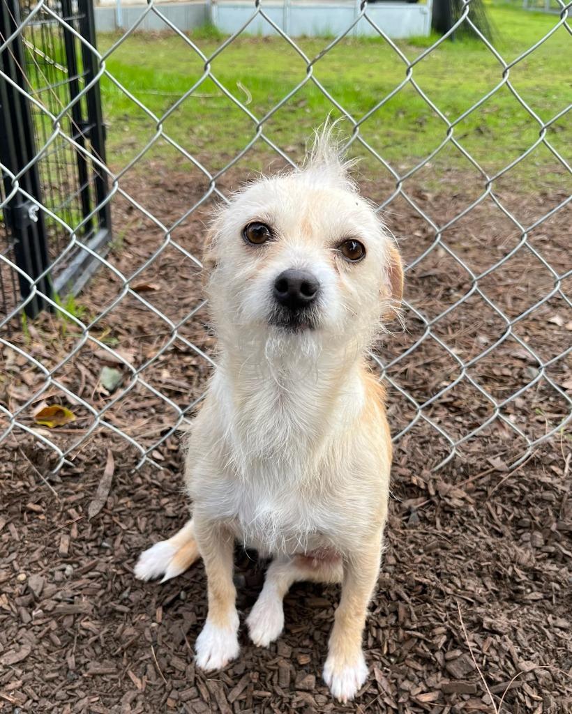 Enlarge BONNIE, a Adoptable Terrier in Lemoore, CA image 2/3