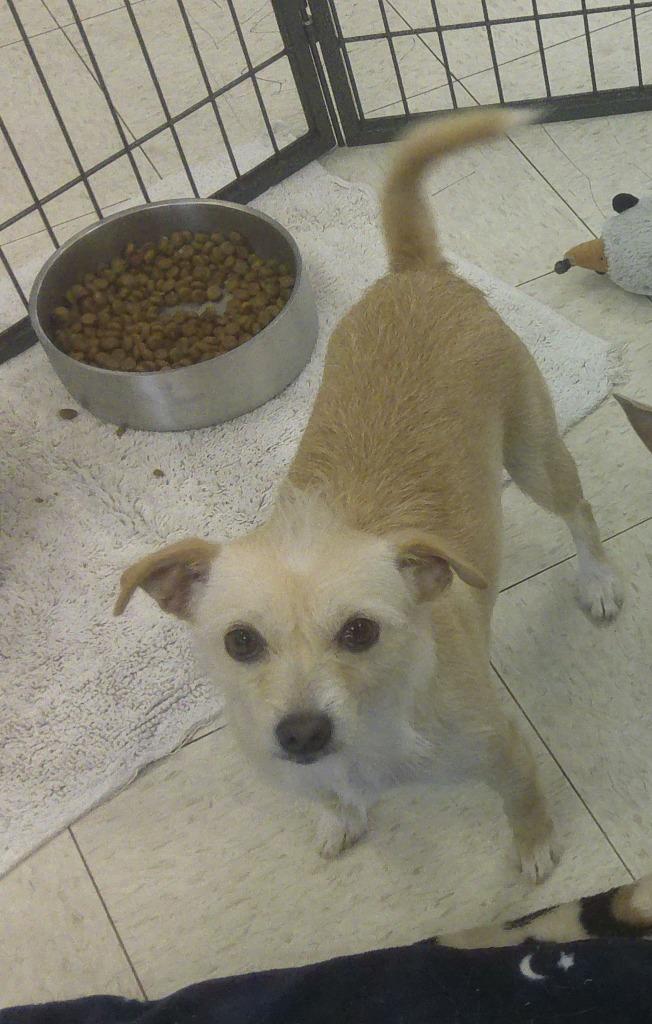 Enlarge BONNIE, a Adoptable Terrier in Lemoore, CA image 3/3