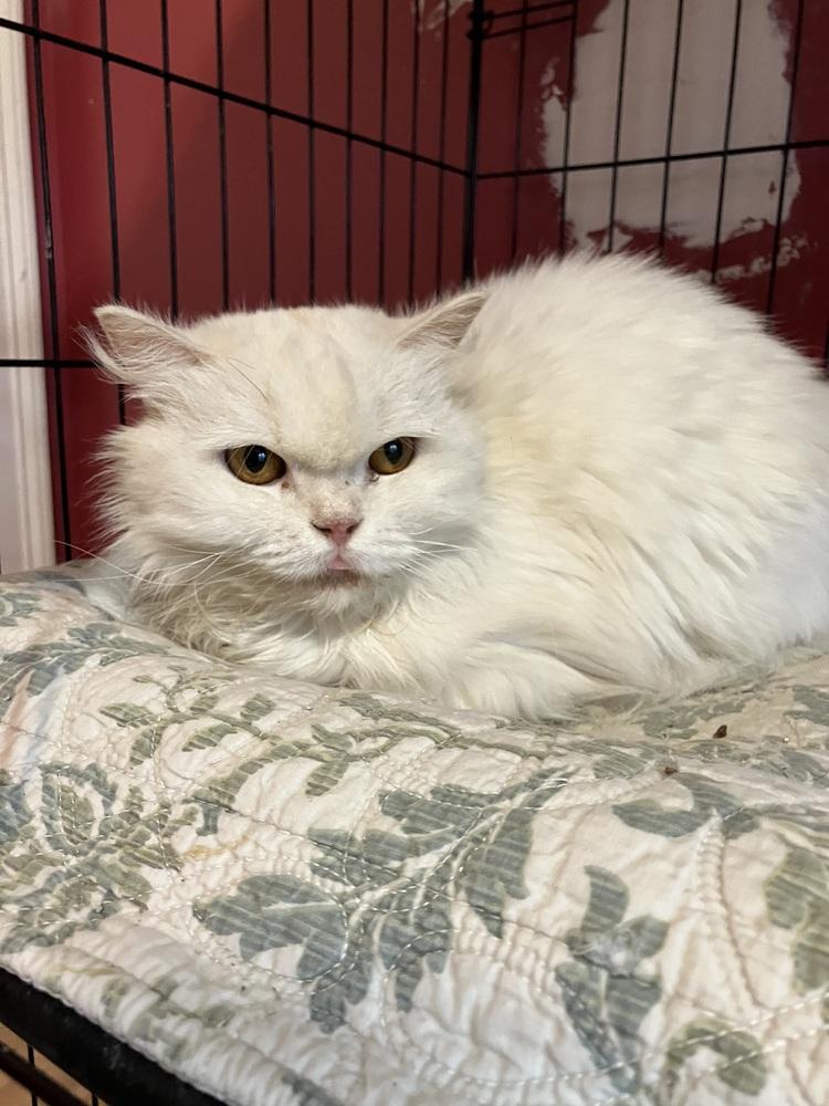 Enlarge Fola, a Adoptable Persian in WOLCOTT, CT image 1/5