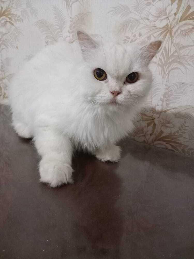 Enlarge Fola, a Adoptable Persian in WOLCOTT, CT image 2/5