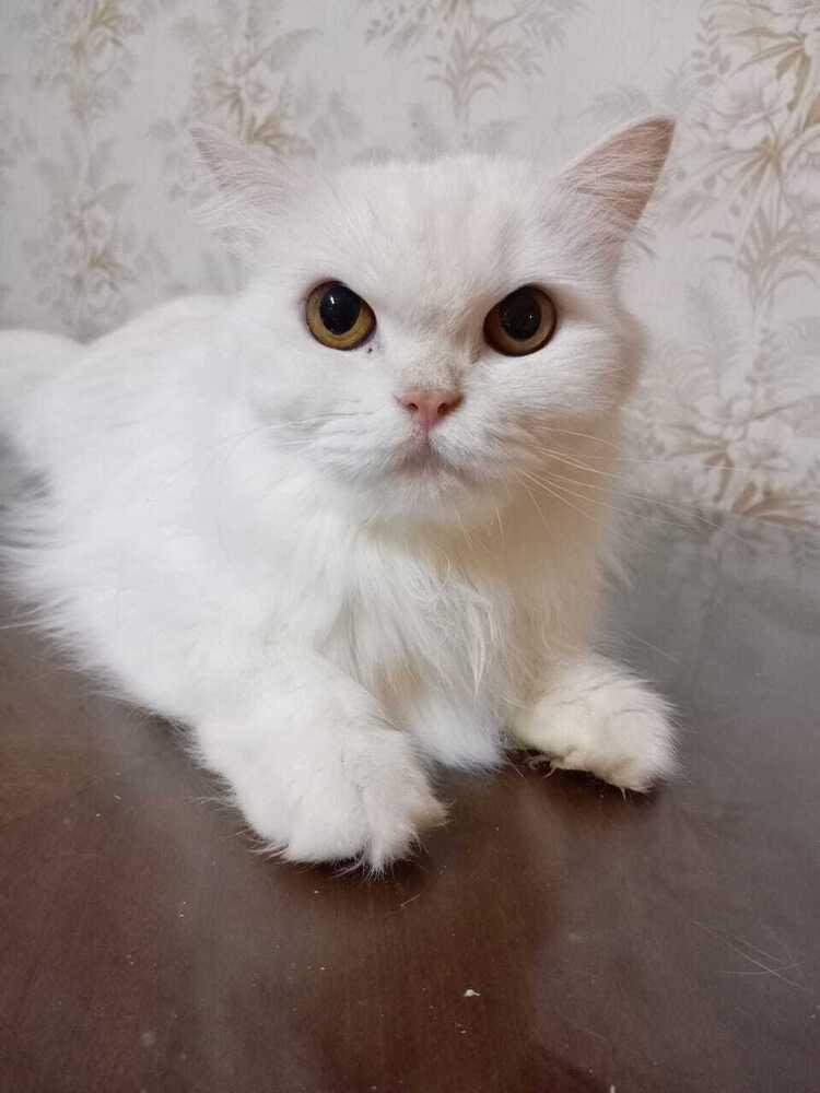 Enlarge Fola, a Adoptable Persian in WOLCOTT, CT image 3/5