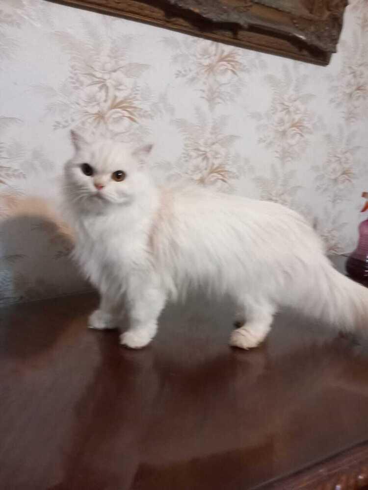 Enlarge Fola, a Adoptable Persian in WOLCOTT, CT image 4/5