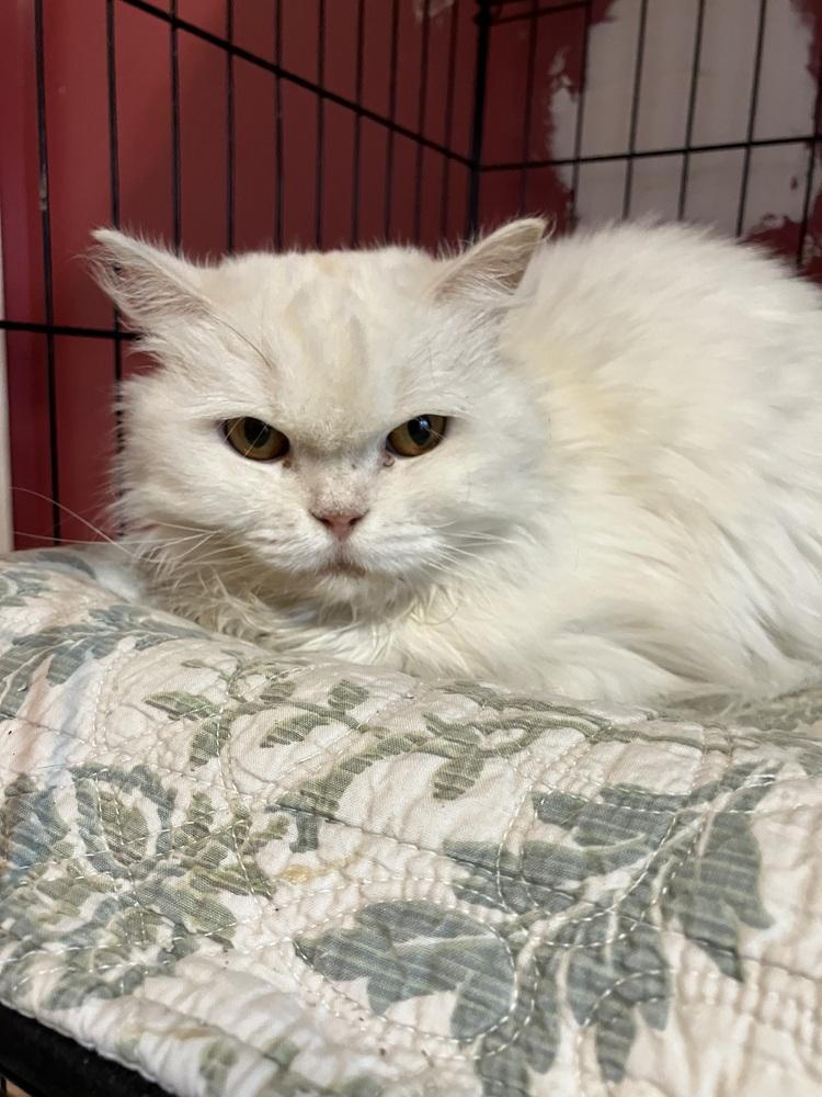 Enlarge Fola, a Adoptable Persian in WOLCOTT, CT image 5/5
