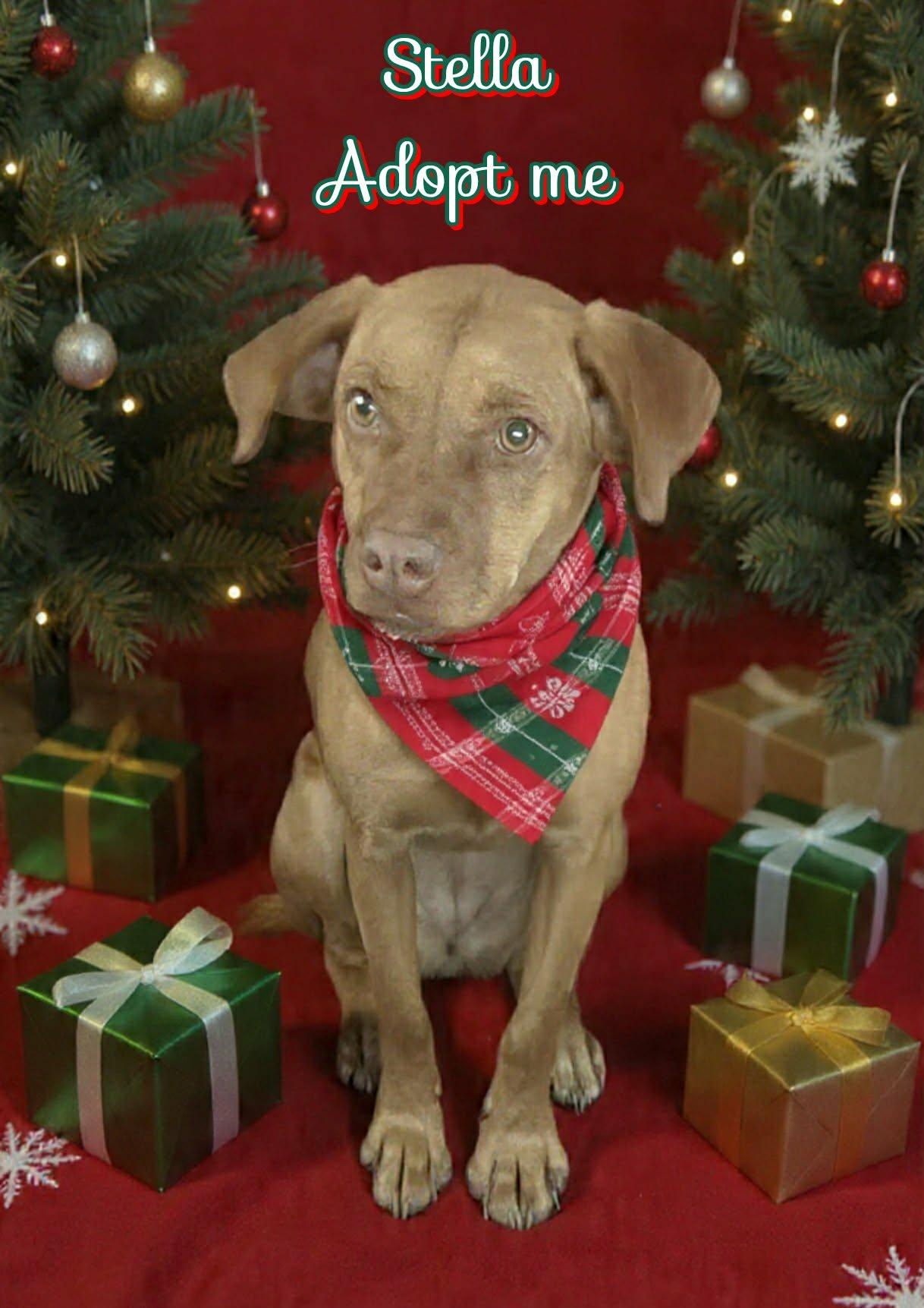 Enlarge Stella, a ADOPTABLE mixed breed image 1/5