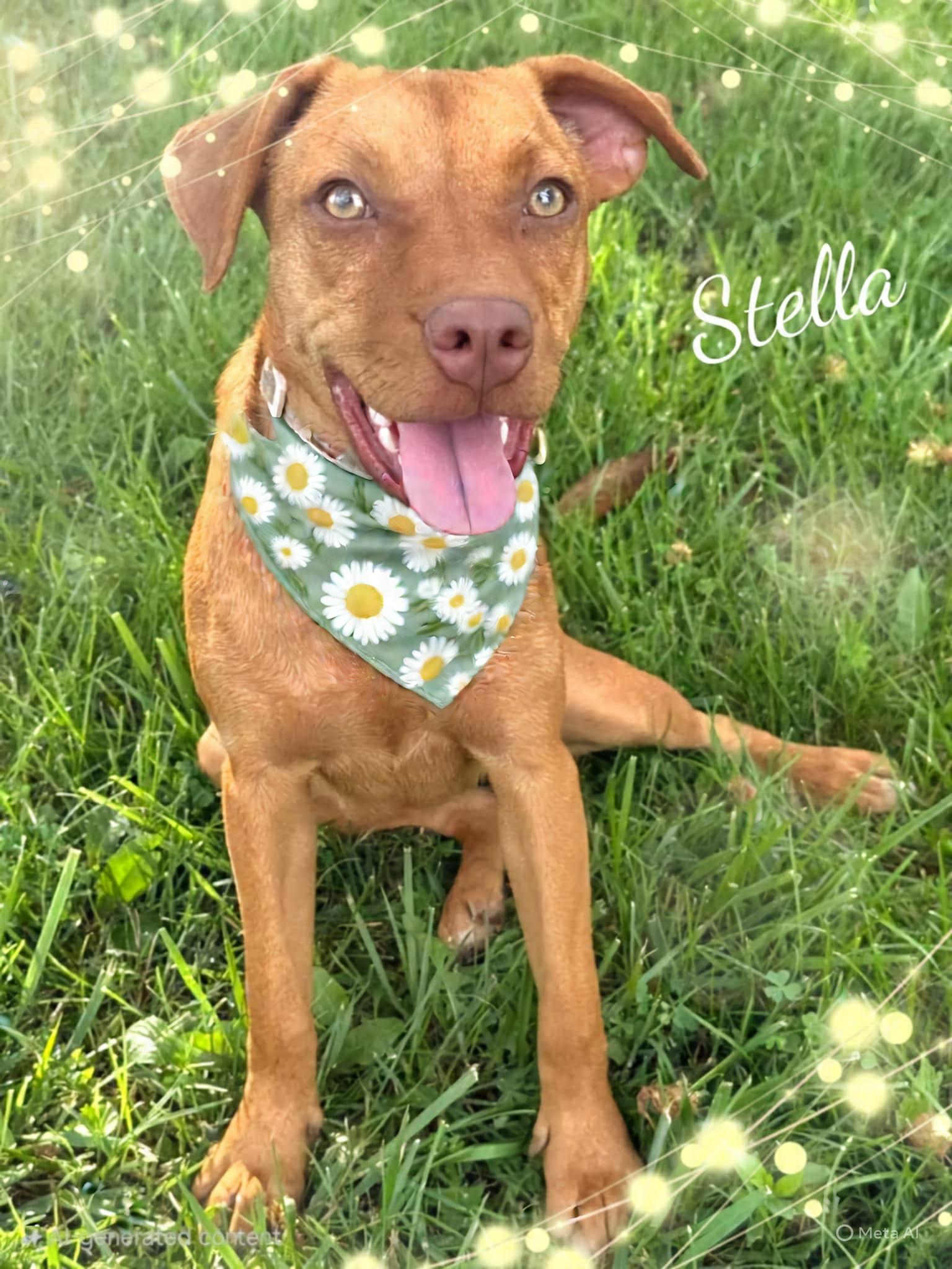 Enlarge Stella, a ADOPTABLE mixed breed image 2/5