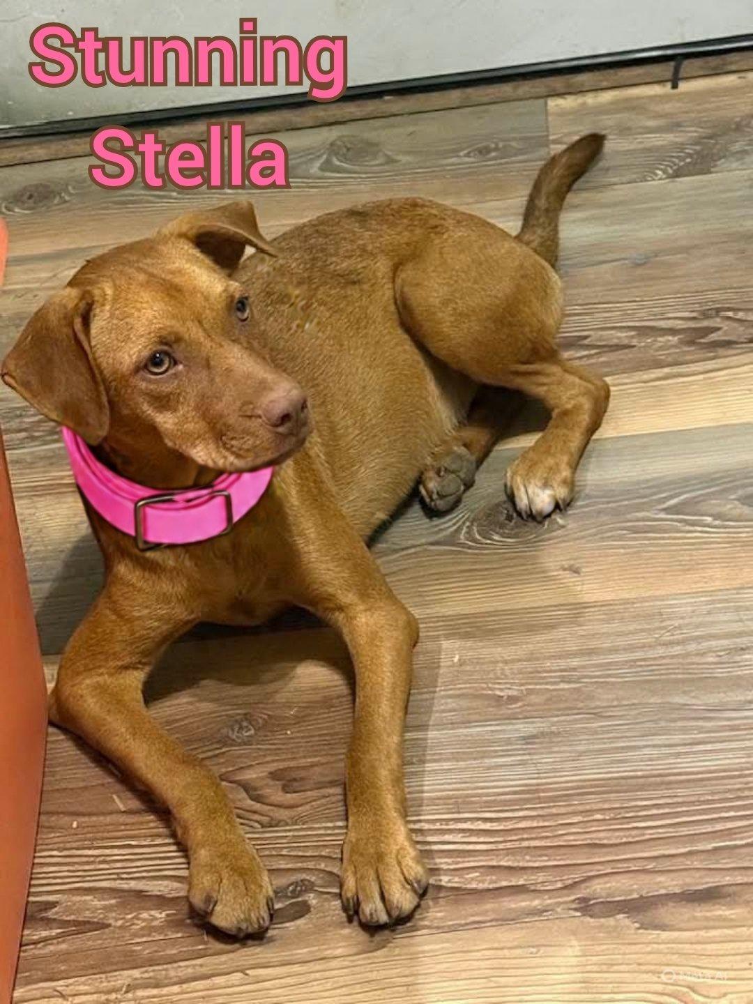 Enlarge Stella, a ADOPTABLE mixed breed image 3/5