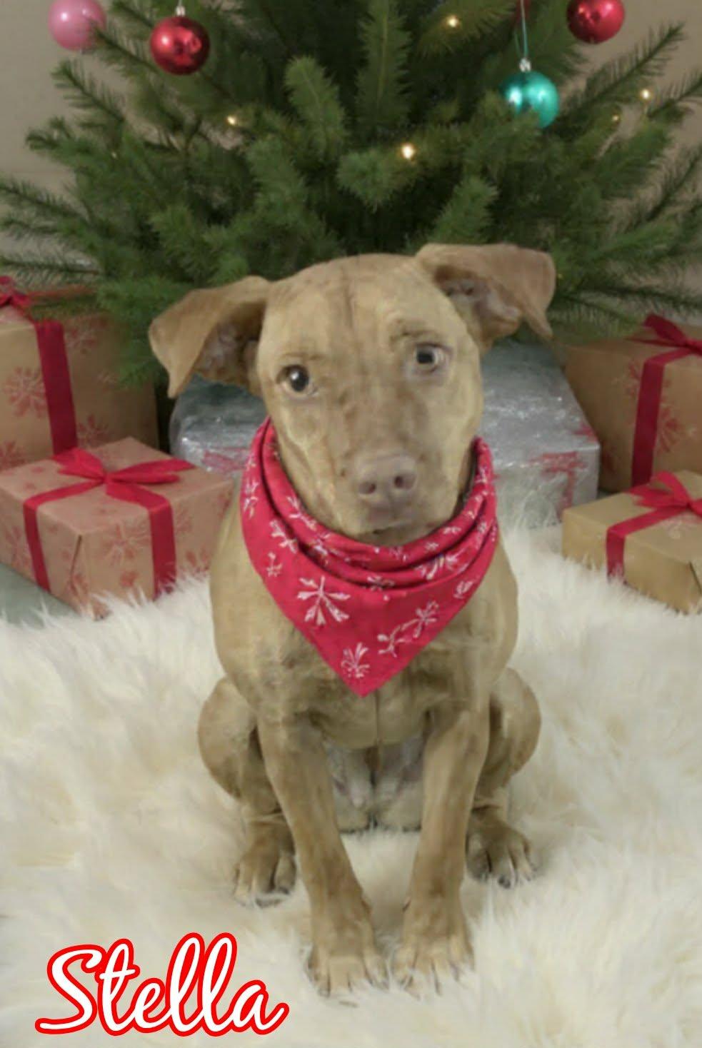 Enlarge Stella, a ADOPTABLE mixed breed image 4/5