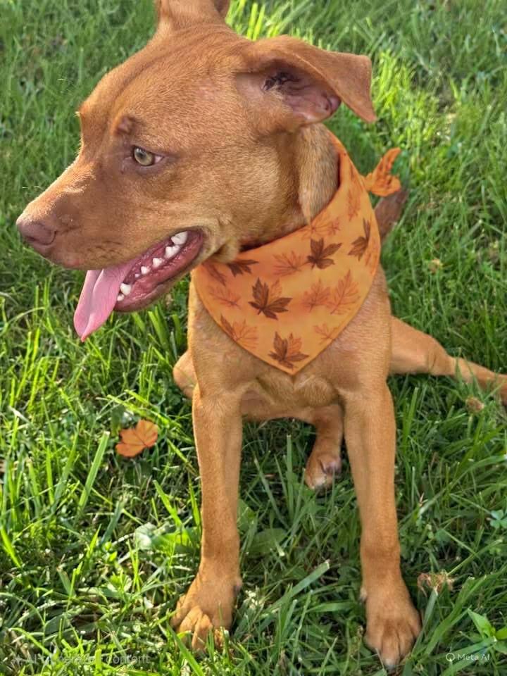 Stella, ADOPTABLE, Young Female Vizsla & Pit Bull Terrier.