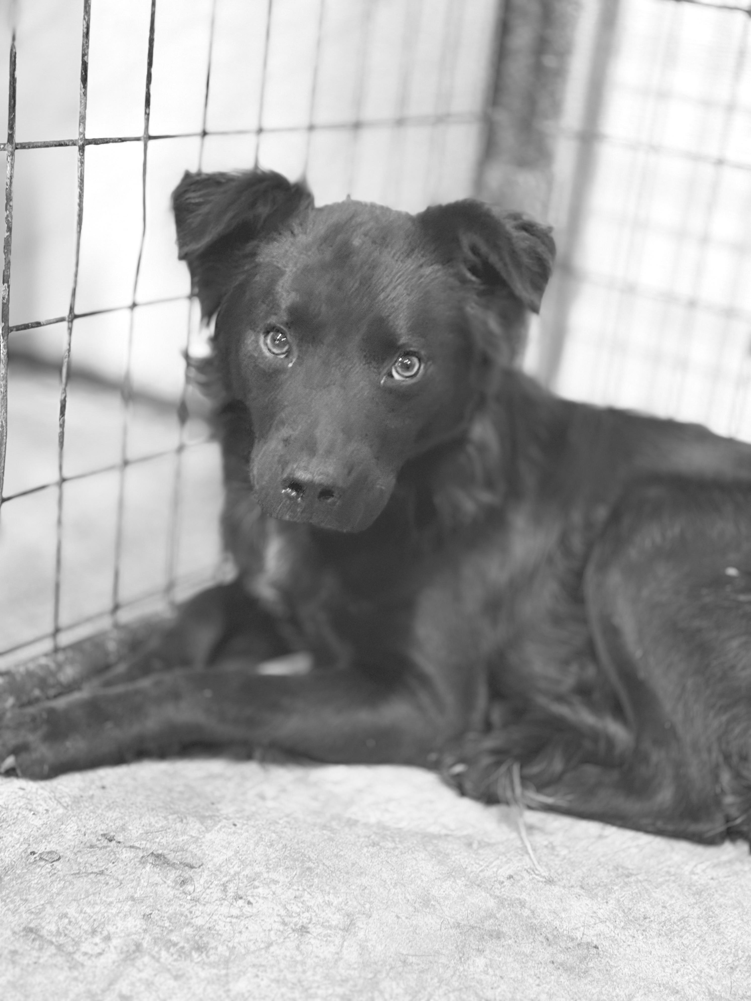Enlarge Ricky, a ADOPTABLE mixed breed in Brazil, IN image 2/2