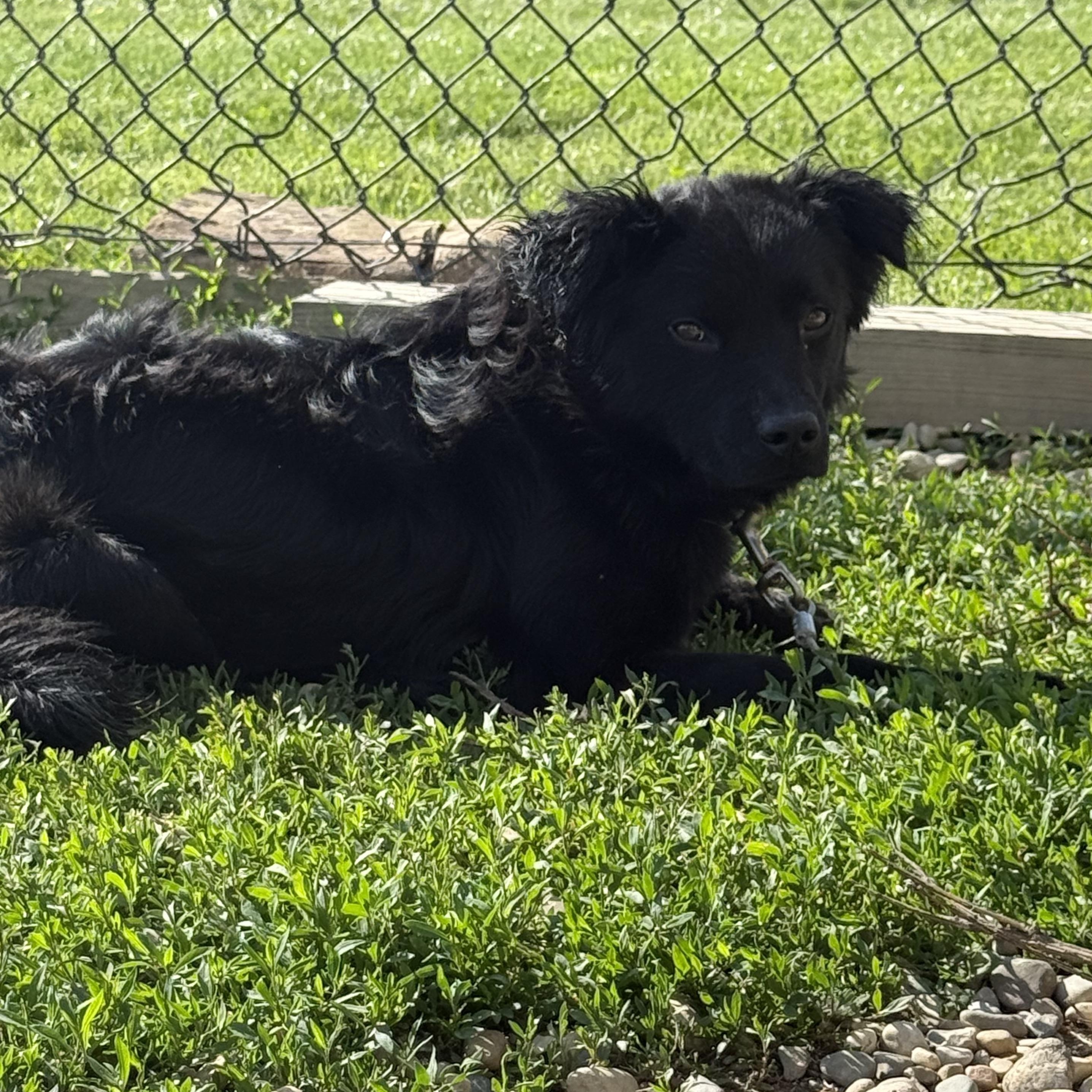 Ricky, ADOPTABLE, Young Male Black Labrador Retriever.