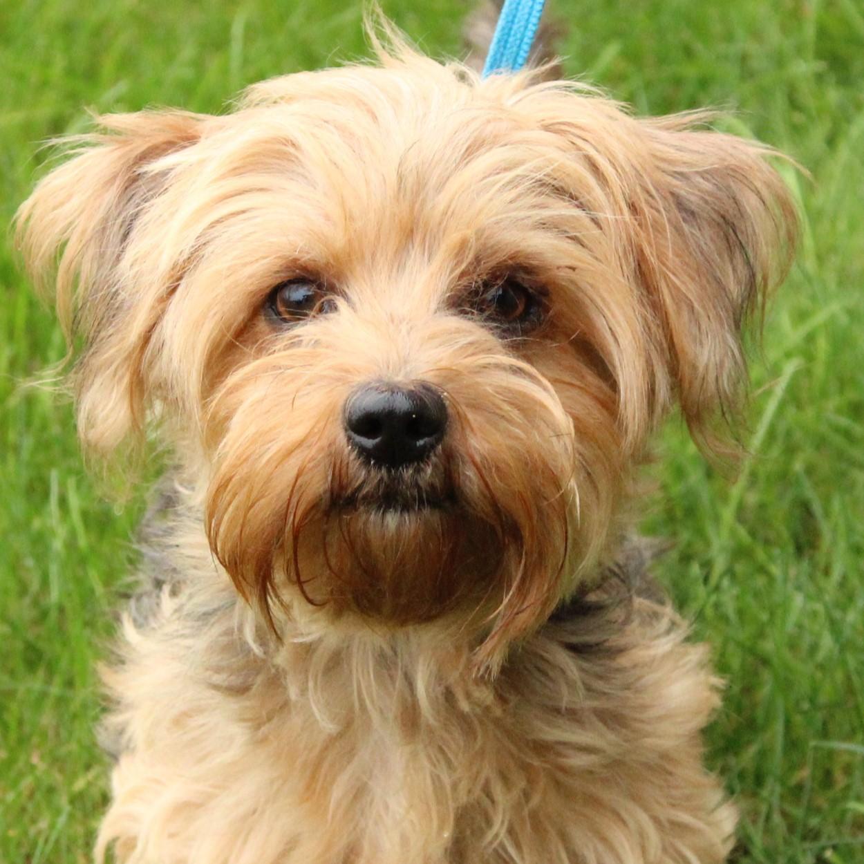 Fancy, Adopted, Adult Female Yorkshire Terrier.